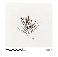 藏品(長角剪葉蘚)的圖片